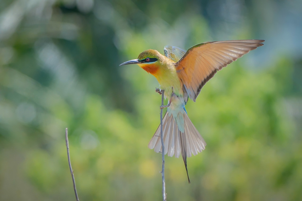 Sự khéo léo, đẹp đẽ và hết mực tận tụy trong hành trình sinh tồn của loài chim Trảu là một minh chứng tuyệt vời cho sự kỳ diệu của tự nhiên.