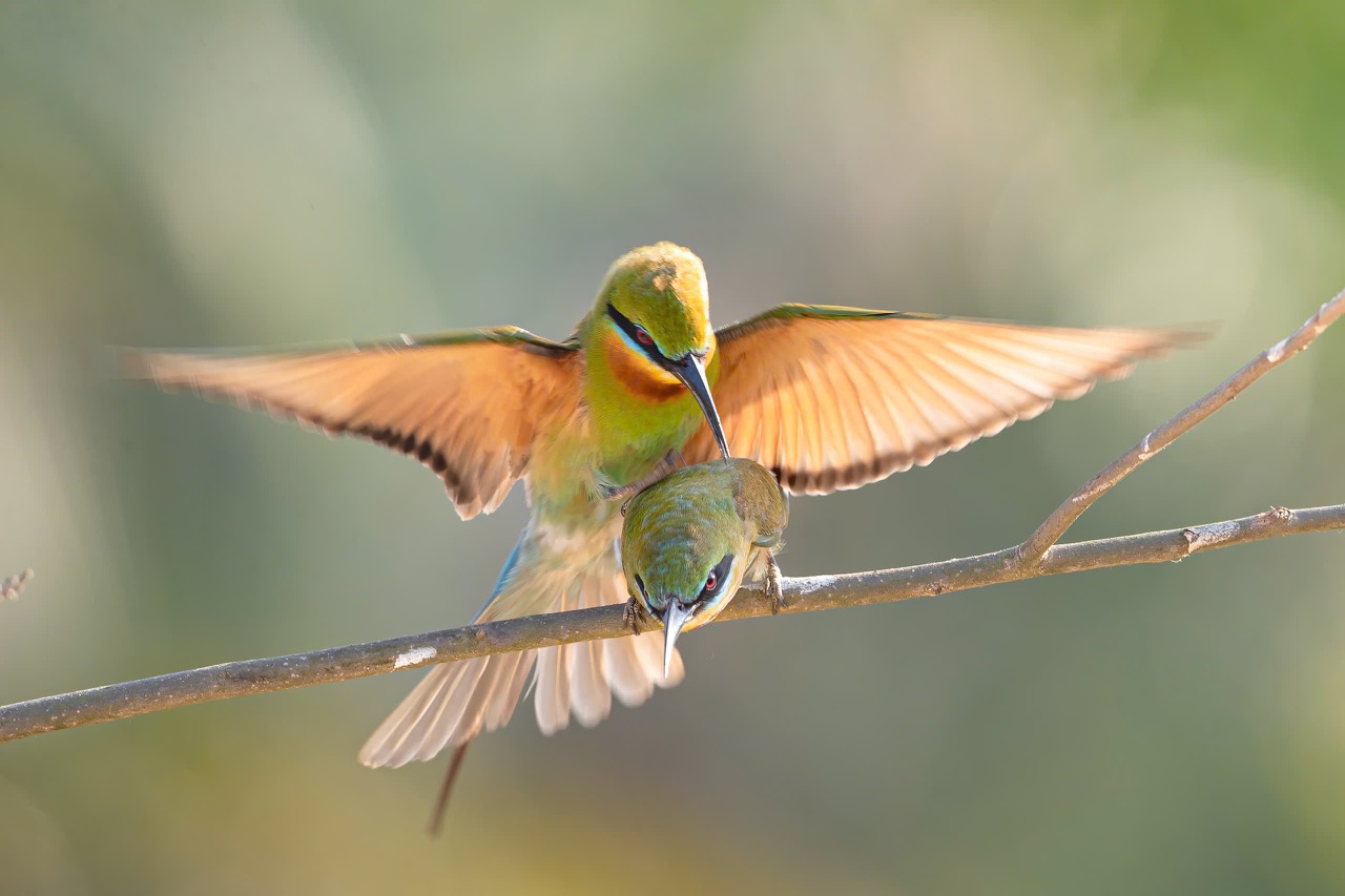 Những pha rượt đuổi, lao thẳng vào nhau trên không hay đè ép đối phương trên cành cây là điều thường thấy trong mùa sinh sản.