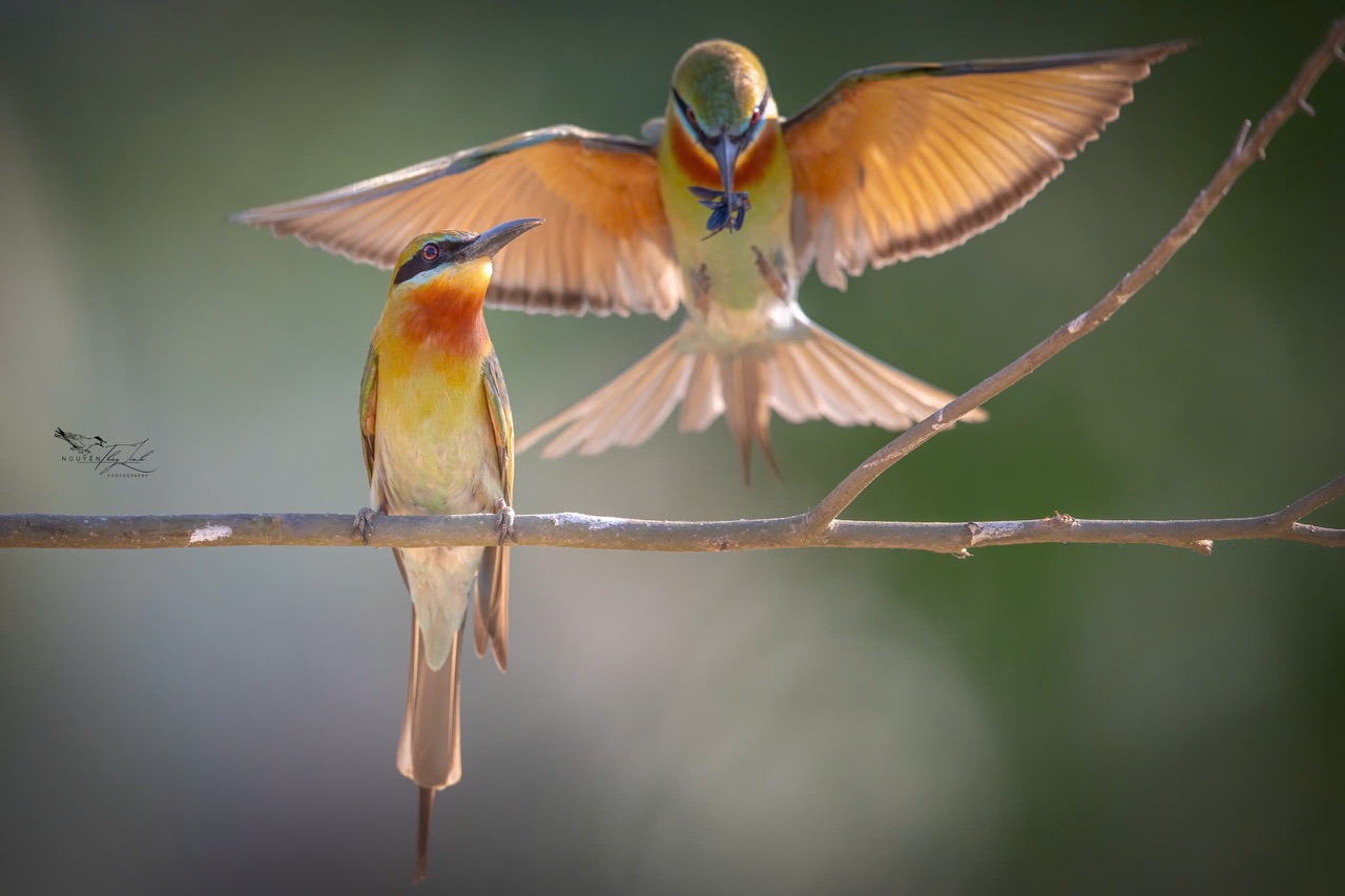 Đó không chỉ là món quà vật chất mà còn là lời tỏ tình chân thành và thiết tha. Khi được chim mái chấp nhận, cặp đôi bắt đầu bước vào giai đoạn làm tổ.
