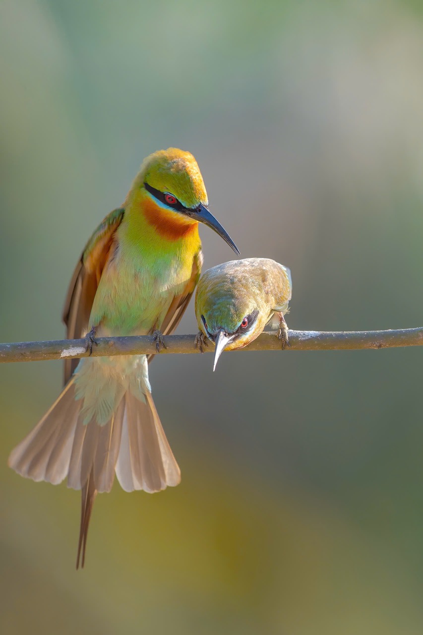 Trên những nhánh cây cao nơi rìa rừng, hay gần các khu vực ven biển có đất cát mềm, chim Trảu kéo về tụ tập thành từng nhóm nhỏ.