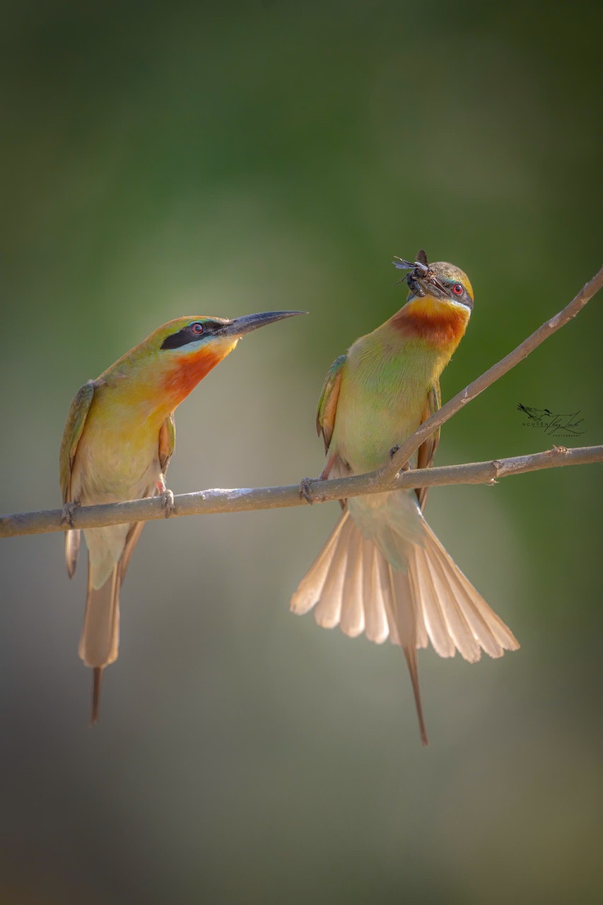 Không như nhiều loài chim khác làm tổ trên cây, chim Trảu chọn cách đào hang trong đất cát – một công việc đòi hỏi sự phối hợp và kiên nhẫn.