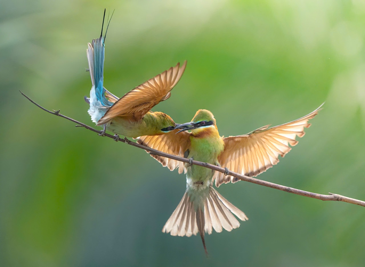 Tình yêu của chim Trảu không chỉ lãng mạn mà còn đầy thách thức. Để giữ được lãnh thổ làm tổ, chúng không ngần ngại giao chiến với những cặp đôi khác xâm phạm khu vực đã chọn.