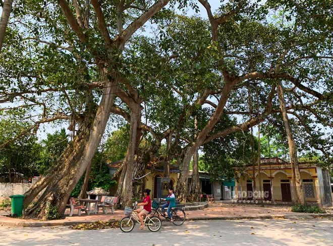 Đại lão đa hơn 300 năm tuổi có hình dáng độc lạ ở Hà Nam