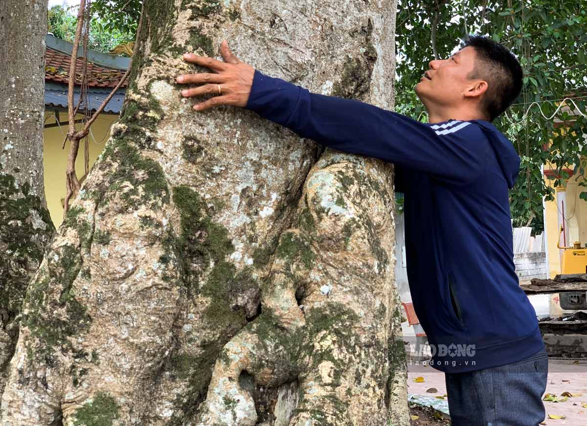 Nhiều gốc cây được tạo ra từ rễ cắm xuống đất, to phải 2 vòng tay người lớn ôm mới xuể. Ảnh: Hà Vi