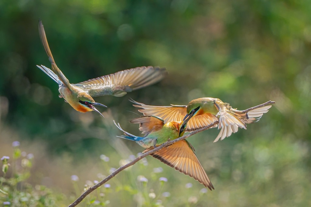 Chúng luân phiên dùng chiếc mỏ cong đặc trưng để khoét sâu vào sườn đất, tạo thành một chiếc hang dài từ 1-2 mét, nơi nuôi dưỡng trứng và chim non sau này.