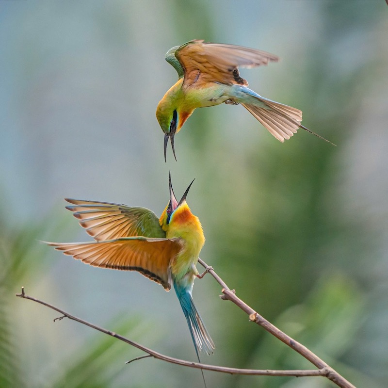 Ở Đà Nẵng – nơi thiên nhiên vẫn còn giữ được những góc hoang sơ – hình ảnh những cặp chim Trảu yêu nhau, săn mồi, đào hang và bảo vệ tổ ấm đang trở thành điểm nhấn hấp dẫn cho những người yêu thiên nhiên và nhiếp ảnh.