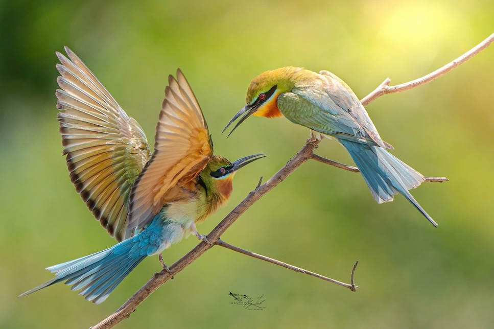 Mùa kết đôi bắt đầu bằng những màn “tán tỉnh” đầy màu sắc và công phu. Chim trống miệt mài săn mồi – những con côn trùng có cánh như ong, bướm, chuồn chuồn – mang về dâng tặng cho chim mái.