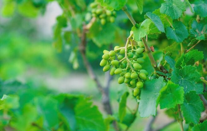 Lá nho, siêu thực phẩm bị lãng quên trong bữa ăn hàng ngày