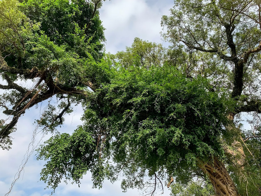 Trên thân cây dã hương có cây sanh sống cộng sinh, tuổi đời ước khoảng 200 năm, có nhiều rễ rất to cắm xuống đất như những chiếc cột chống đỡ cho thân cây. ngam-cay-da-huong-gan-600-tuoi-4.jpg