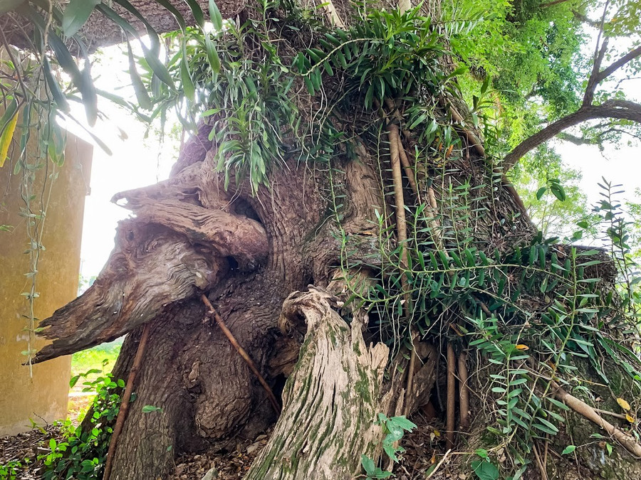 Gốc cây có bộ rễ nổi, nhô lên như những càng cua. ngam-cay-da-huong-gan-600-tuoi-6.jpg