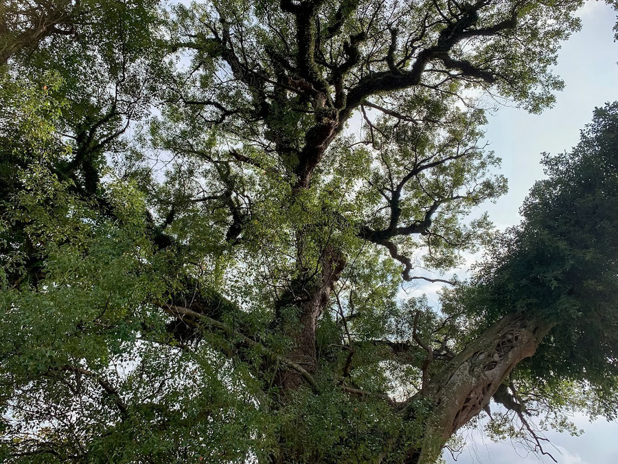 Thân, cành của cây dã hương có những cây tầm gửi màu xanh ngắt bám chi chít. ngam-cay-da-huong-gan-600-tuoi-5.jpg