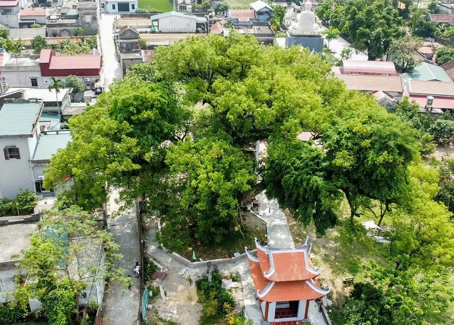 Trông xa, những tán cây dã hương bao trùm cả một vùng rộng lớn.