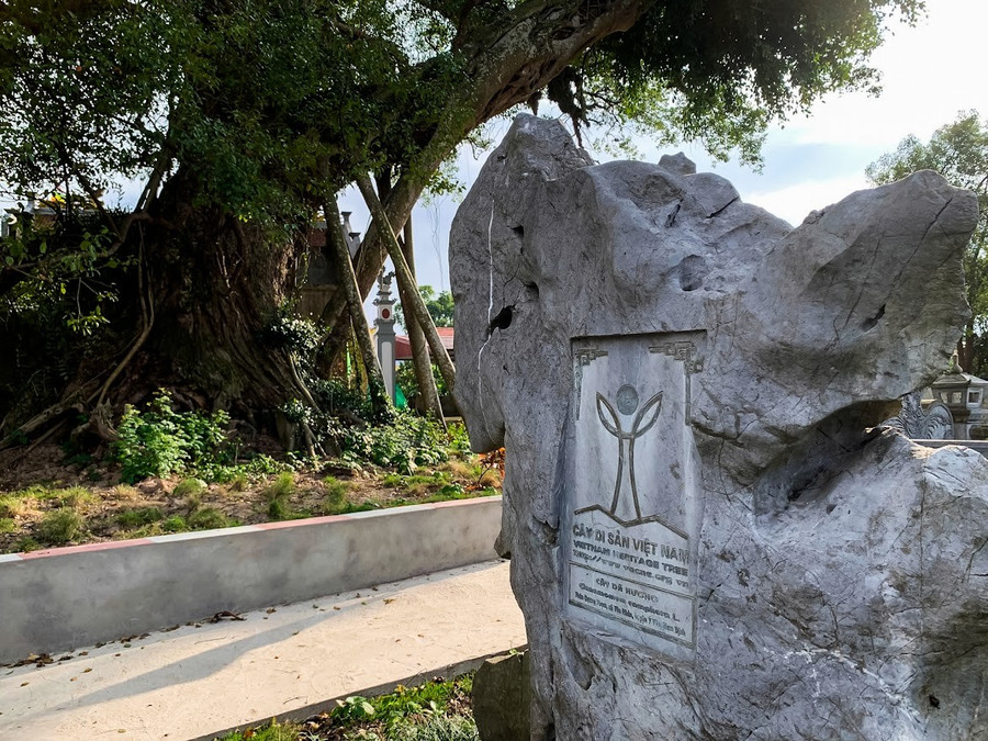 Cây dã hương tại thôn Dương Phạm được công nhận là Cây di sản Việt Nam và là niềm tự hào của người dân nơi đây. ngam-cay-da-huong-gan-600-tuoi-7.jpg