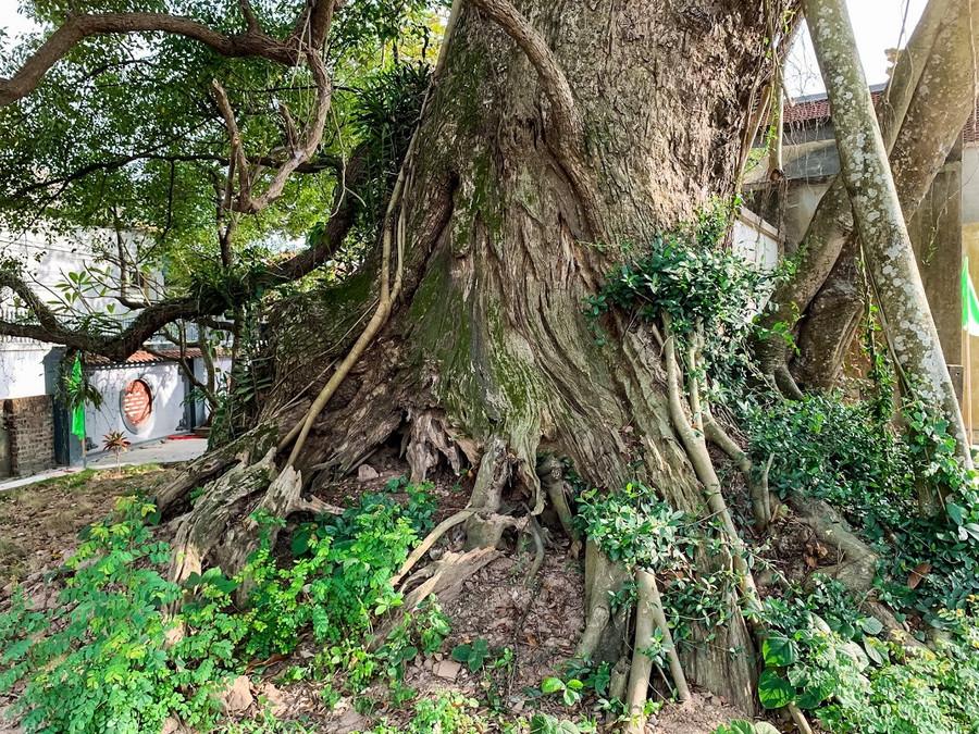Gốc cây xù xì, nứt nẻ, mang những vết hằn của thời gian. Trải qua hàng trăm năm, một phần gốc cây đã bị mục, rỗng nhưng cả cây vẫn đứng sừng sững hiên ngang. ngam-cay-da-huong-gan-600-tuoi-3.jpg