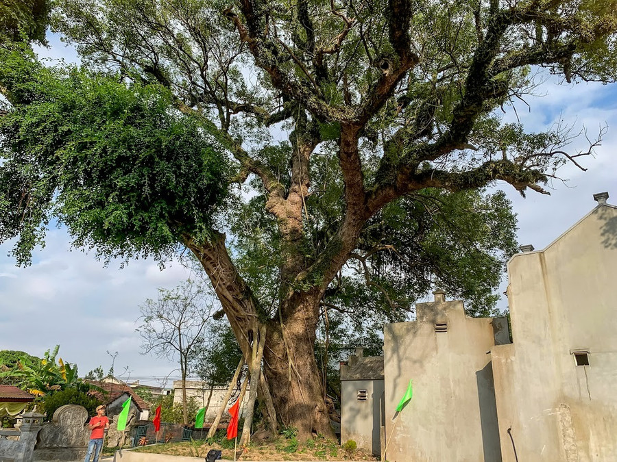 Cây cao khoảng 30m. Đường kính phần lớn nhất của gốc cây khoảng 16m. ngam-cay-da-huong-gan-600-tuoi-2.jpg
