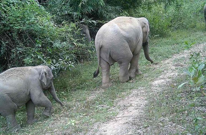 Giải pháp giúp đàn voi rừng ở Đồng Nai chung sống hài hòa với con người