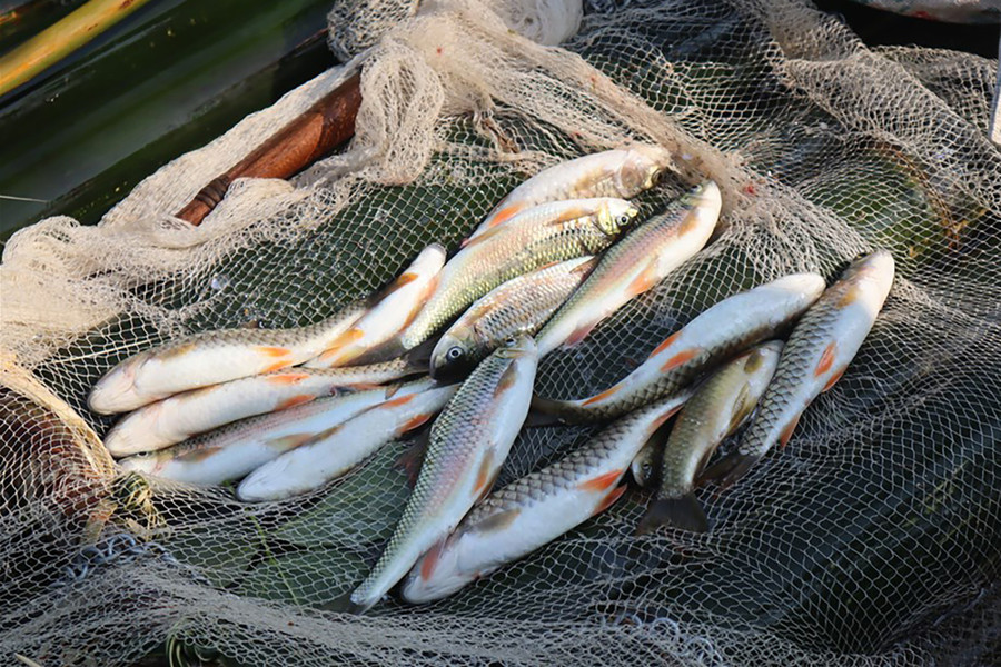 Cá mát là món ăn đặc sản ở vùng cao Nghệ An. (Ảnh: Bé Vinh) camat3.jpg