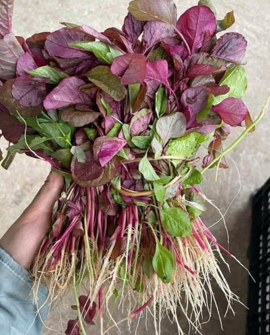 3 món ăn từ loại rau mùa hè hỗ trợ giải độc gan
