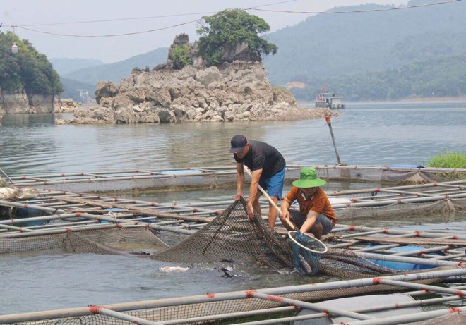 Người nuôi cá lồng chật vật vì mực nước hồ Hòa Bình xuống thấp