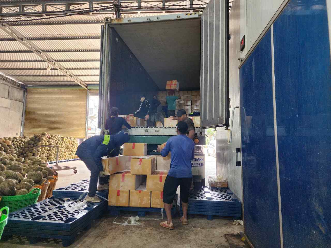 Sầu riêng Đắk Lắk được chất lên xe container để xuất khẩu sang nước ngoài. Ảnh: Bảo Trung