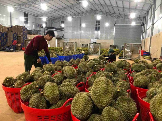 Đắk Lắk kiểm tra đột xuất quy trình sản xuất, đóng gói sầu riêng ở nhiều khu vực