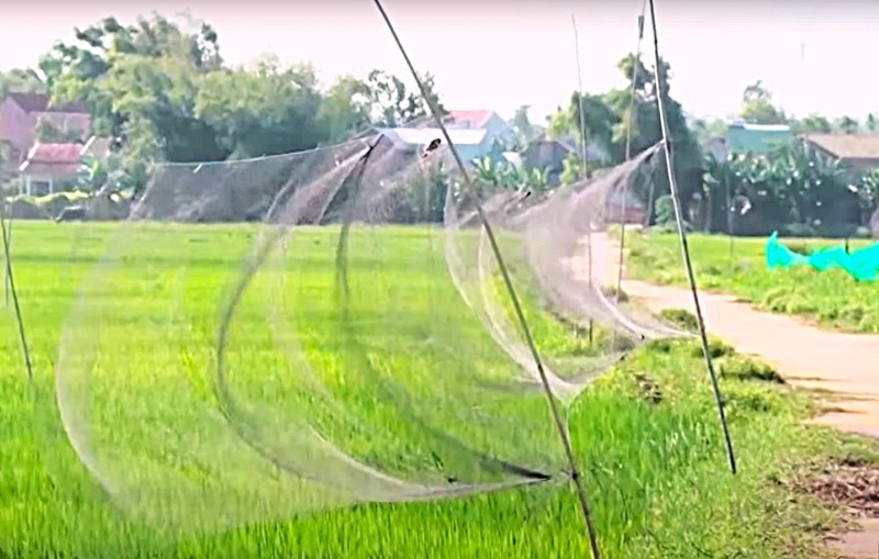 Thợ săn tại Quảng Nam dùng lưới “tàng hình” và thiết bị âm thanh giả tiếng kêu đồng loại để dẫn dụ chim yến mắc bẫy. Ảnh: Hoàng Bin