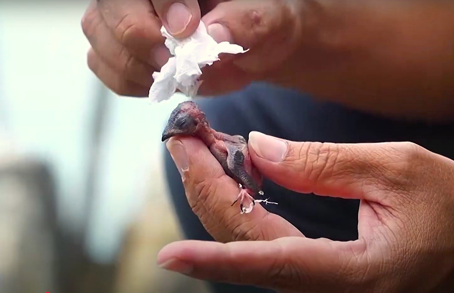 Tiến sĩ Võ Tấn Phong – Ban Quản lý và khai thác yến sào Hội An nhiều năm chăm sóc chim yến con, rồi tập bay trước khi trả lại môi trường tự nhiên, để giảm tỷ lệ hao hụt. Ảnh: Trường An