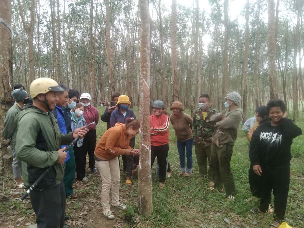 Dạy cạo mũ cao su thu hoạch cho đồng bào dân tộc thiểu số. Ảnh: Bảo Lâm