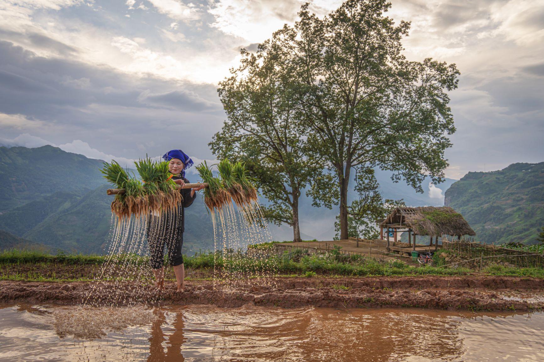 Cảnh đồng áng của người dân Hà Nhì đen ở Y Tý. Trên hình là ruộng bậc thang ngay gần công viên Choản Thèn (một điểm săn mây nổi tiếng).