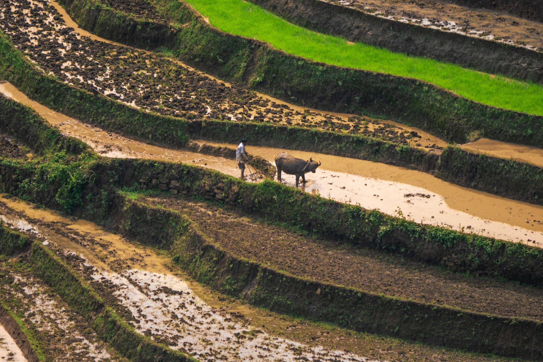 Nhiếp ảnh gia Nguyễn Khánh Vũ Khoa (TP HCM) mới có chuyến đi Y Tý (Lào Cai) cuối tháng 5 để săn ảnh mùa nước đổ. Anh cho hay, năm nay “dư chấn” từ bão Yagi năm 2024 vẫn còn nhiều, các điểm sạt lở, đường sá nhỏ hẹp, vẫn còn rất khó đi, ngày mưa sẽ bùn trơn.
