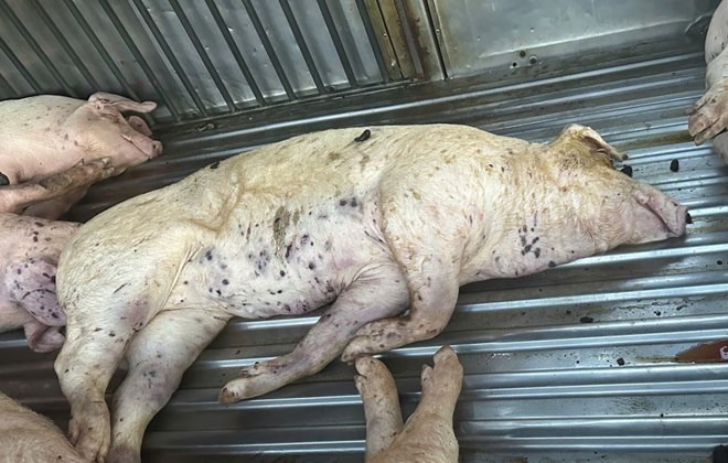 Phát hiện vụ vận chuyển lợn chết không rõ nguồn gốc ở Quảng Trị