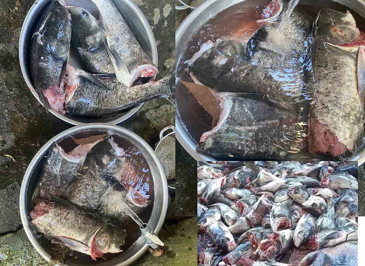 Những con cá bị tuabin thủy điện chặt đứt thân. Ảnh: Huy Chương.