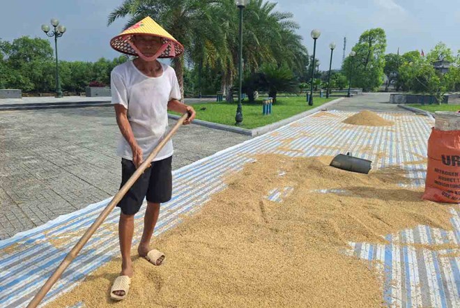 Vỡ cống ngăn mặn, người dân lo ruộng nhiễm mặn khó canh tác