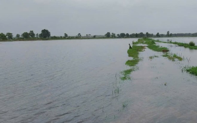 Bão số 1 gây mưa lớn, gần 8.000ha lúa ở Quảng Trị bị ngập úng