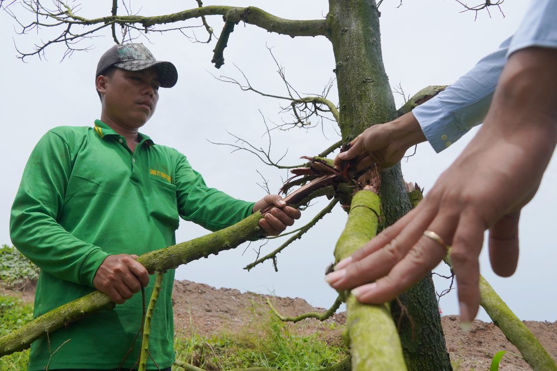 Cây sầu riêng có dấu hiệu chết khô. Ảnh: Tạ Quang