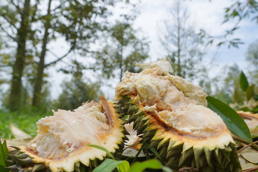 Cây cho ra quả nhưng bị thối. Ảnh: Tạ Quang