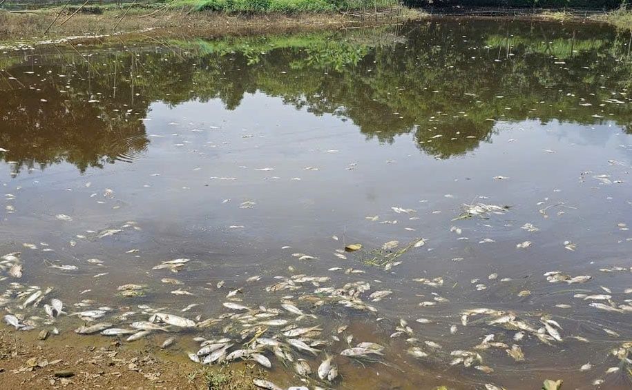 Cá chết hàng loạt tại khu vực ao nuôi của một hộ dân gần khu vực trại lợn. Ảnh: Minh Hoàng
