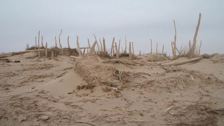 Khu nghĩa trang Xiaohe với cọc gỗ dựng đứng đánh dấu vị trí các ngôi mộ. quan-tai-hinh-thuyen-giua-long-sa-mac-bi-mat-nghin-nam-thach-thuc-gioi-khao-co-2.jpg