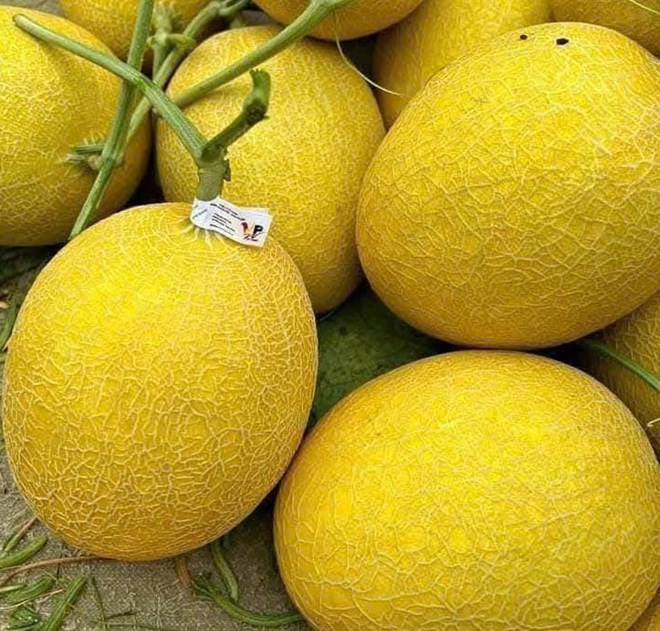 Bổ thận hơn nhờ loại quả quen thuộc mùa hè