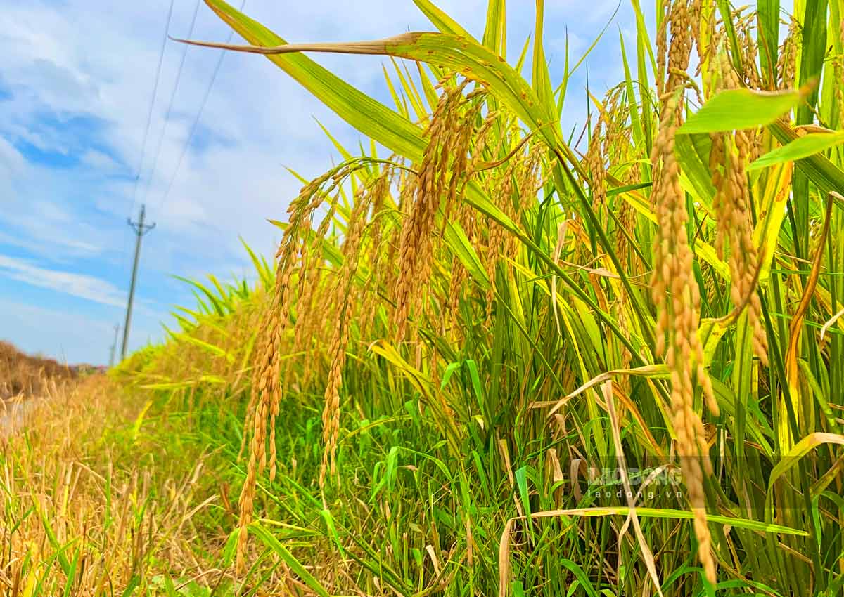 Những bông lúa nặng trĩu báo hiệu một mùa lúa năng suất. Ảnh: Hà Vi