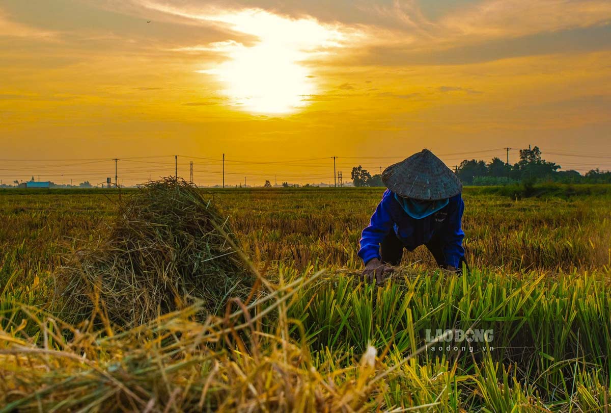 Cảnh người dân thu hoạch rơm rạ khi gặt xong