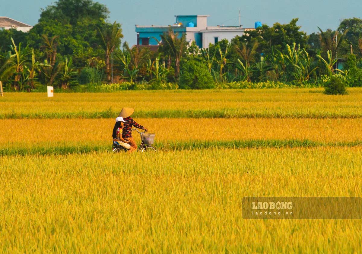Những mảnh lúa chín vàng