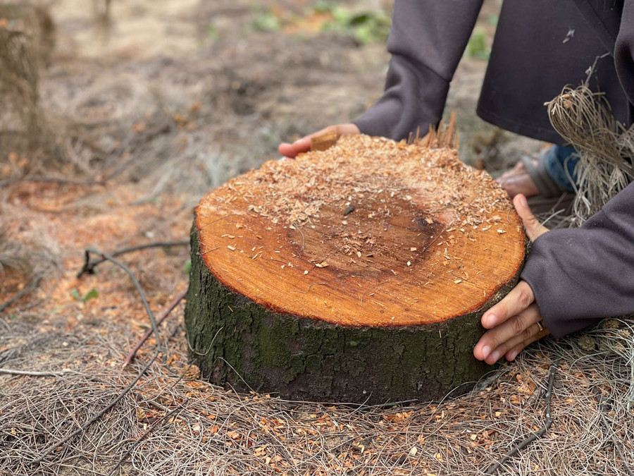 Một gốc phi lao tại khu vực đất phòng hộ ven biển Thạch Khê (Hà Tĩnh).