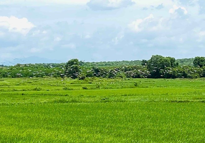 Đàn cò ốc quý hiếm xuất hiện ở Quảng Trị