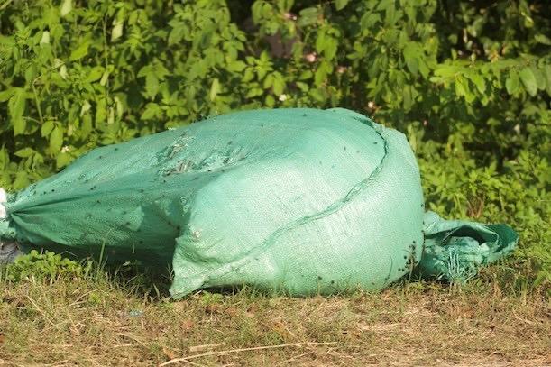 Xác lợn chết được bọc trong bao tải, vứt ở ven đường vào thôn Hiệu Lực, xã Suối Hai, Hà Nội. Ảnh: Thùy Linh
