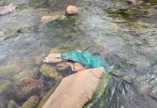 Cảnh báo sẽ xử lý nghiêm nếu phát hiện vứt lợn chết ra môi trường