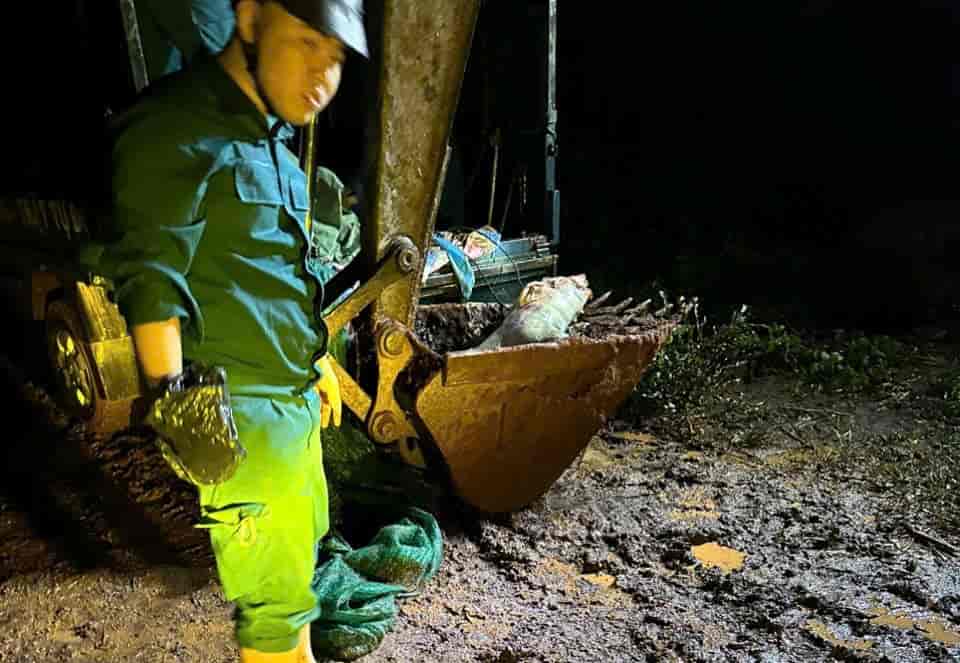 Dân quân phối hợp mang lợn chết đi chôn lấp, tiêu hủy. Ảnh: Thanh Tuấn