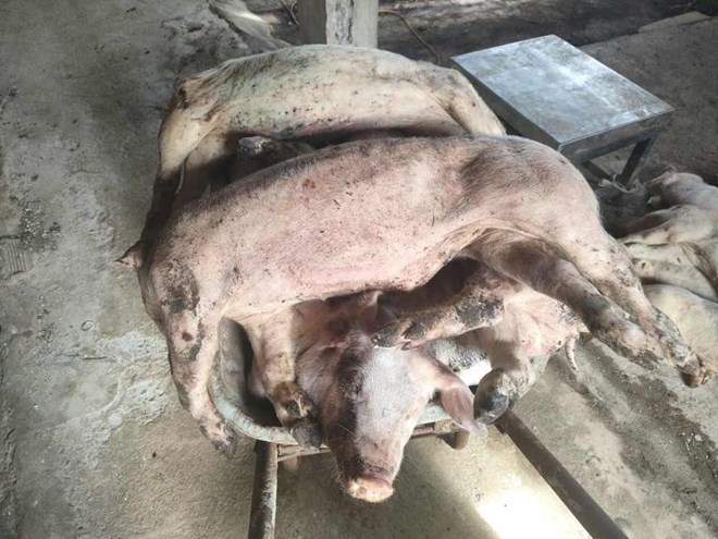 Lâm Đồng phát hiện hàng loạt con lợn chết chưa rõ nguyên nhân