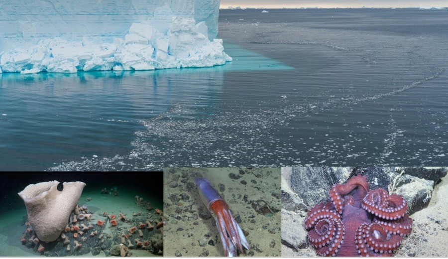 Vùng biển lộ ra sau khi tảng băng trôi và những sinh vật bên dưới.