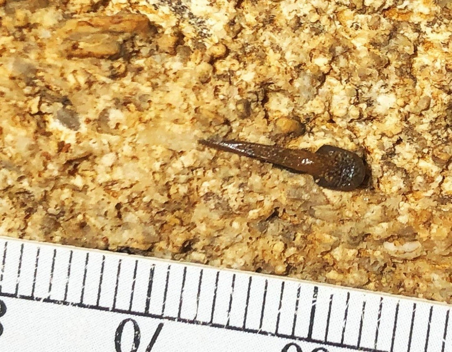 Răng cá mập được tìm thấy trong Hang Mammoth phat-hien-rang-ca-map-340-trieu-nam-tuoi-trong-hang-dong-lon-nhat-the-gioi-2.jpg